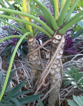 Fotografia 3 da espécie Thaumatophyllum bipinnatifidum no Jardim Botânico UTAD