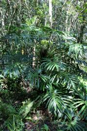 Fotografia da espécie Thaumatophyllum bipinnatifidum