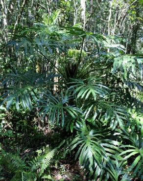 Fotografia 4 da espécie Thaumatophyllum bipinnatifidum no Jardim Botânico UTAD