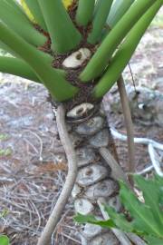 Fotografia da espécie Thaumatophyllum bipinnatifidum