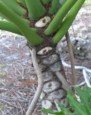 Fotografia 5 da espécie Thaumatophyllum bipinnatifidum no Jardim Botânico UTAD