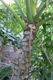 Fotografia da espécie Thaumatophyllum bipinnatifidum