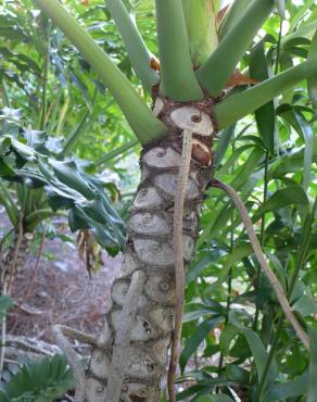 Fotografia 7 da espécie Thaumatophyllum bipinnatifidum no Jardim Botânico UTAD