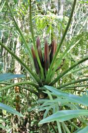 Fotografia da espécie Thaumatophyllum bipinnatifidum