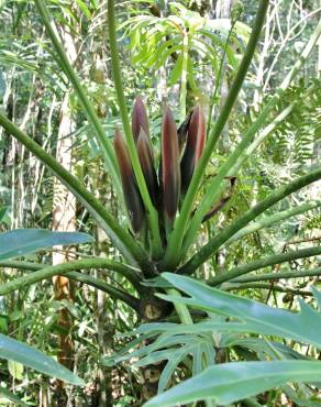 Fotografia 8 da espécie Thaumatophyllum bipinnatifidum no Jardim Botânico UTAD