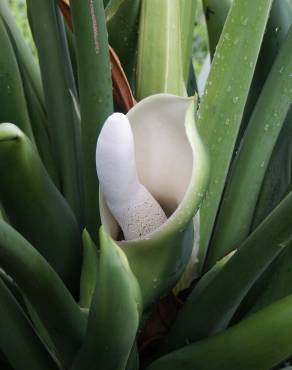 Fotografia 9 da espécie Thaumatophyllum bipinnatifidum no Jardim Botânico UTAD