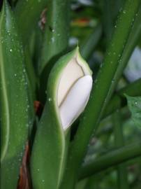 Fotografia da espécie Thaumatophyllum bipinnatifidum