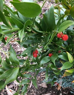 Fotografia 3 da espécie Danae racemosa no Jardim Botânico UTAD