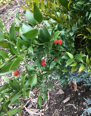 Fotografia 4 da espécie Danae racemosa no Jardim Botânico UTAD