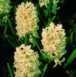 Fotografia da espécie Hyacinthus orientalis