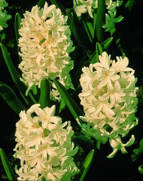 Fotografia 1 da espécie Hyacinthus orientalis no Jardim Botânico UTAD