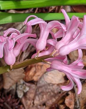 Fotografia 2 da espécie Hyacinthus orientalis no Jardim Botânico UTAD