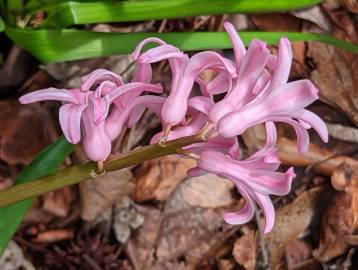 Fotografia da espécie Hyacinthus orientalis