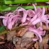 Fotografia 2 da espécie Hyacinthus orientalis do Jardim Botânico UTAD