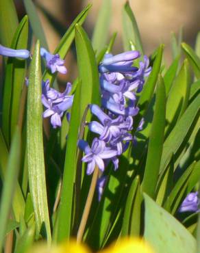 Fotografia 3 da espécie Hyacinthus orientalis no Jardim Botânico UTAD