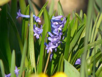 Fotografia da espécie Hyacinthus orientalis