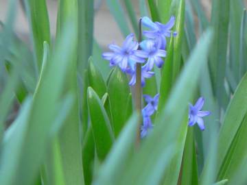 Fotografia da espécie Hyacinthus orientalis