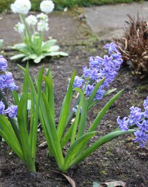 Fotografia 5 da espécie Hyacinthus orientalis no Jardim Botânico UTAD