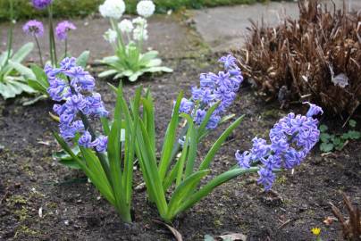 Fotografia da espécie Hyacinthus orientalis