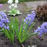 Fotografia 5 da espécie Hyacinthus orientalis do Jardim Botânico UTAD