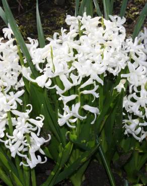 Fotografia 6 da espécie Hyacinthus orientalis no Jardim Botânico UTAD