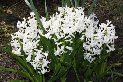 Fotografia da espécie Hyacinthus orientalis