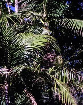 Fotografia 6 da espécie Archontophoenix cunninghamiana no Jardim Botânico UTAD