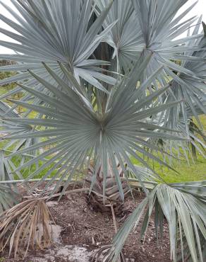 Fotografia 1 da espécie Bismarckia nobilis no Jardim Botânico UTAD