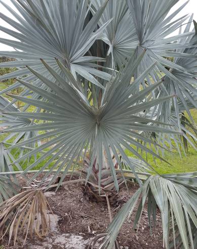 Fotografia de capa Bismarckia nobilis - do Jardim Botânico