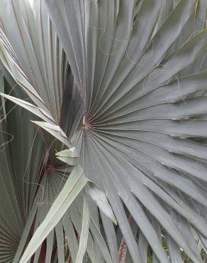 Fotografia 2 da espécie Bismarckia nobilis no Jardim Botânico UTAD