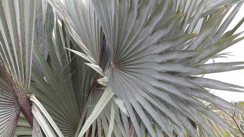 Fotografia da espécie Bismarckia nobilis