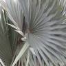 Fotografia 2 da espécie Bismarckia nobilis do Jardim Botânico UTAD