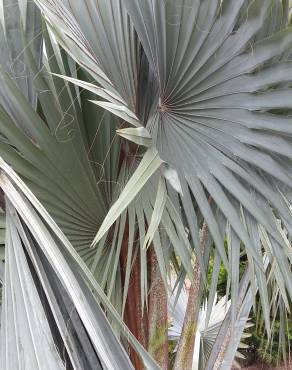 Fotografia 3 da espécie Bismarckia nobilis no Jardim Botânico UTAD