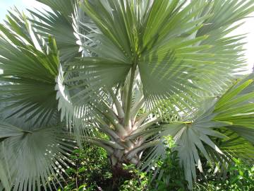 Fotografia da espécie Bismarckia nobilis