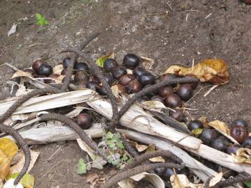 Fotografia da espécie Bismarckia nobilis