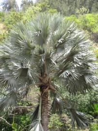 Fotografia da espécie Bismarckia nobilis