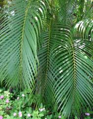 Chrysalidocarpus lutescens
