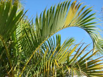 Fotografia da espécie Chrysalidocarpus lutescens