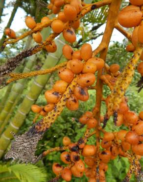 Fotografia 3 da espécie Chrysalidocarpus lutescens no Jardim Botânico UTAD