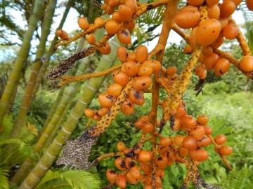 Fotografia da espécie Chrysalidocarpus lutescens