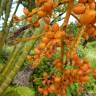 Fotografia 3 da espécie Chrysalidocarpus lutescens do Jardim Botânico UTAD