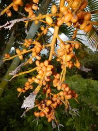 Fotografia da espécie Chrysalidocarpus lutescens