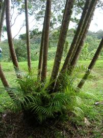 Fotografia da espécie Chrysalidocarpus lutescens