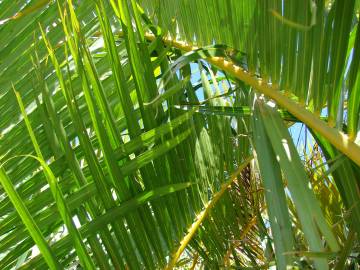 Fotografia da espécie Chrysalidocarpus lutescens