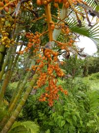 Fotografia da espécie Chrysalidocarpus lutescens