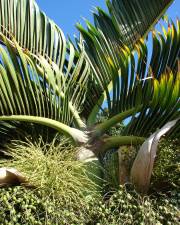 Fotografia da espécie Hyophorbe lagenicaulis