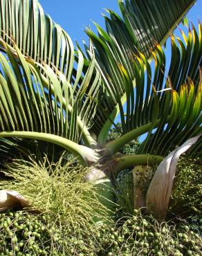 Fotografia 1 da espécie Hyophorbe lagenicaulis no Jardim Botânico UTAD