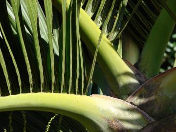 Fotografia da espécie Hyophorbe lagenicaulis