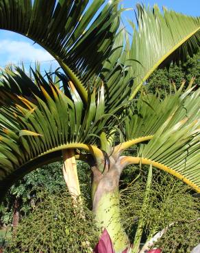 Fotografia 3 da espécie Hyophorbe lagenicaulis no Jardim Botânico UTAD