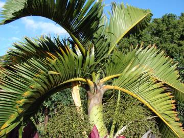 Fotografia da espécie Hyophorbe lagenicaulis